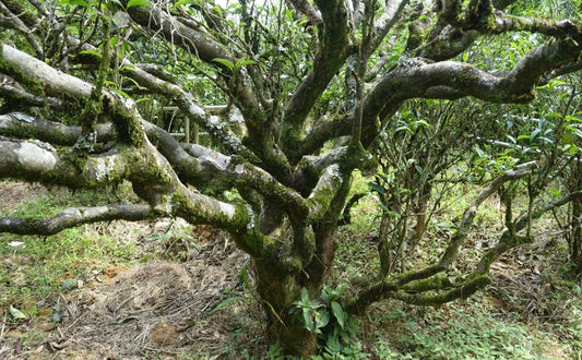 The Age of the Tea Tree and its Impact on Flavor