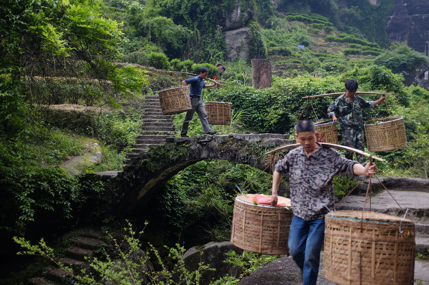 Educational Tea Tour - Wu Yi Shan