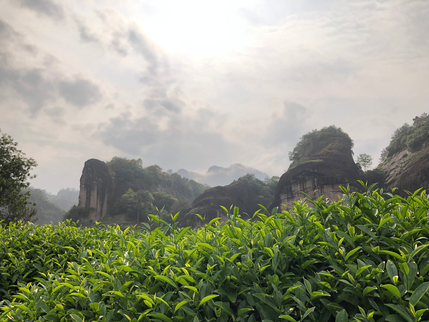 Educational Tea Tour - Wu Yi Shan