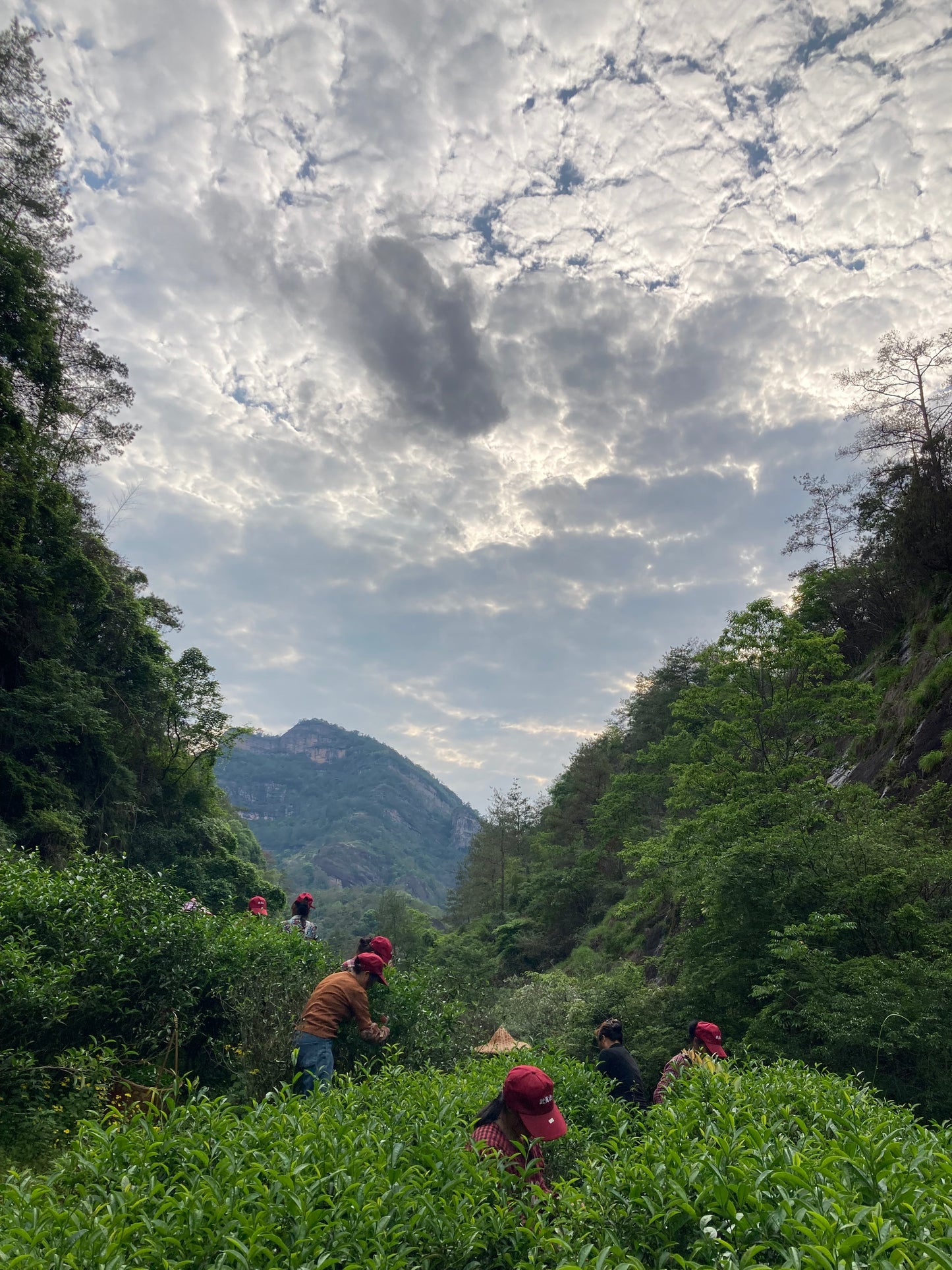 Educational Tea Tour - Wu Yi Shan